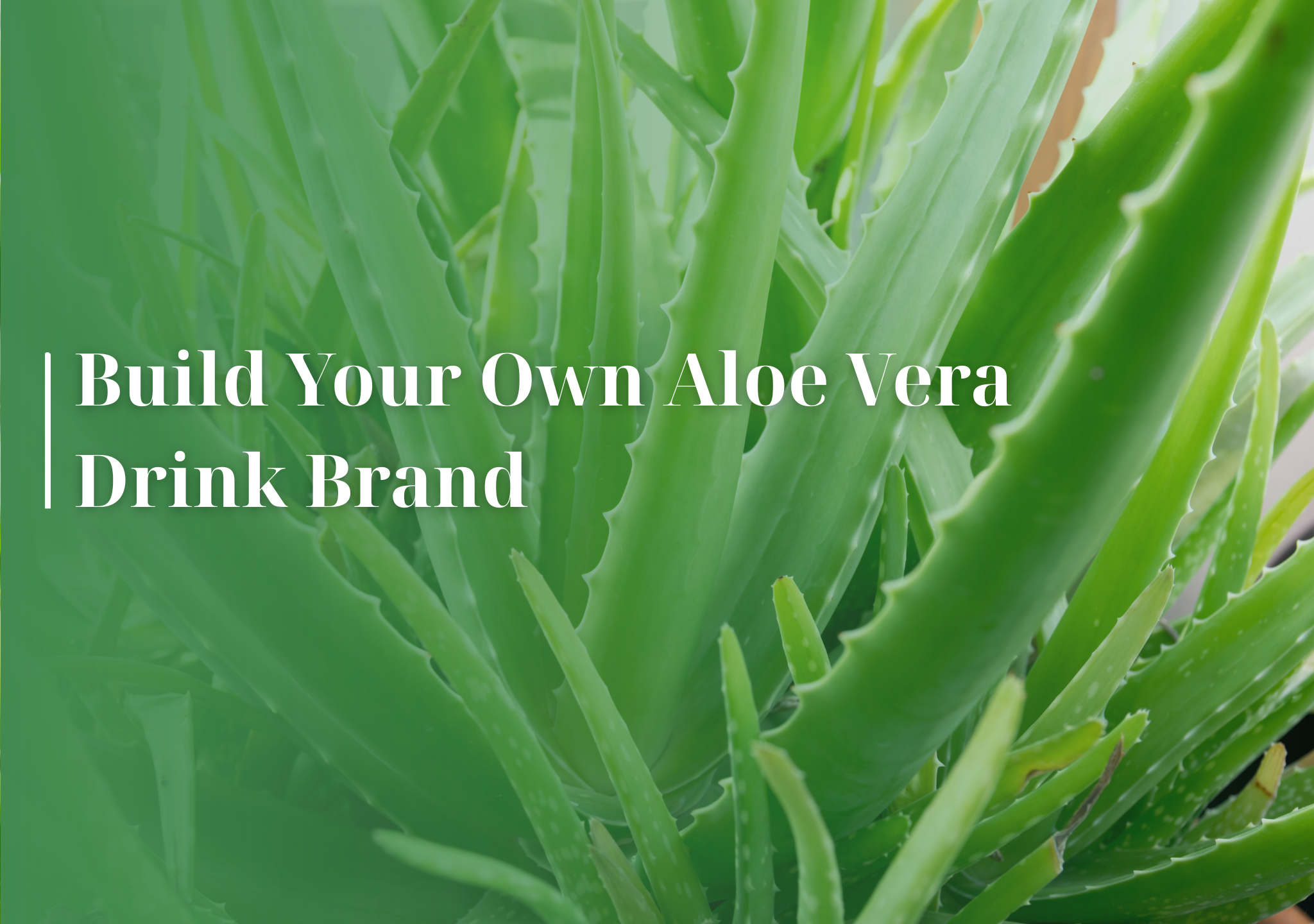 aloe vera, private label