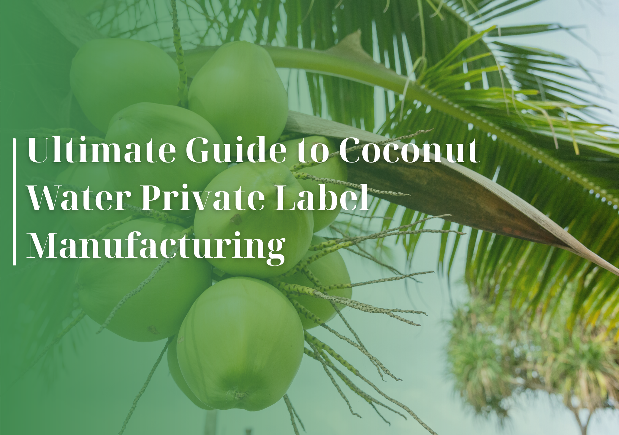 coconut water private label manufacturer