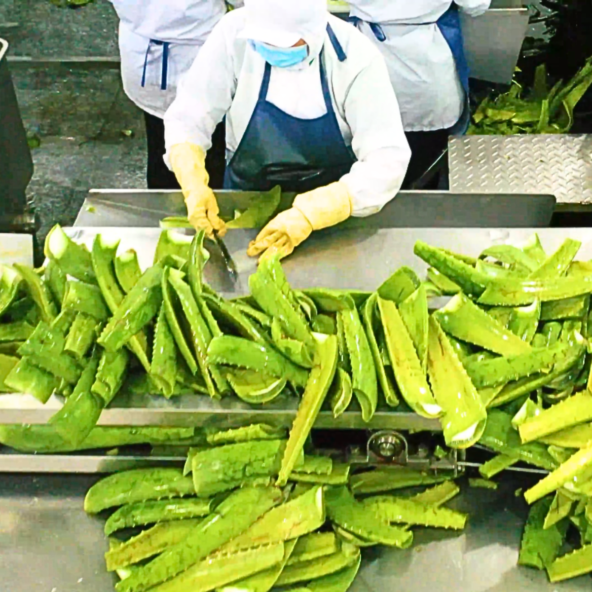 aloe vera drink co-packing