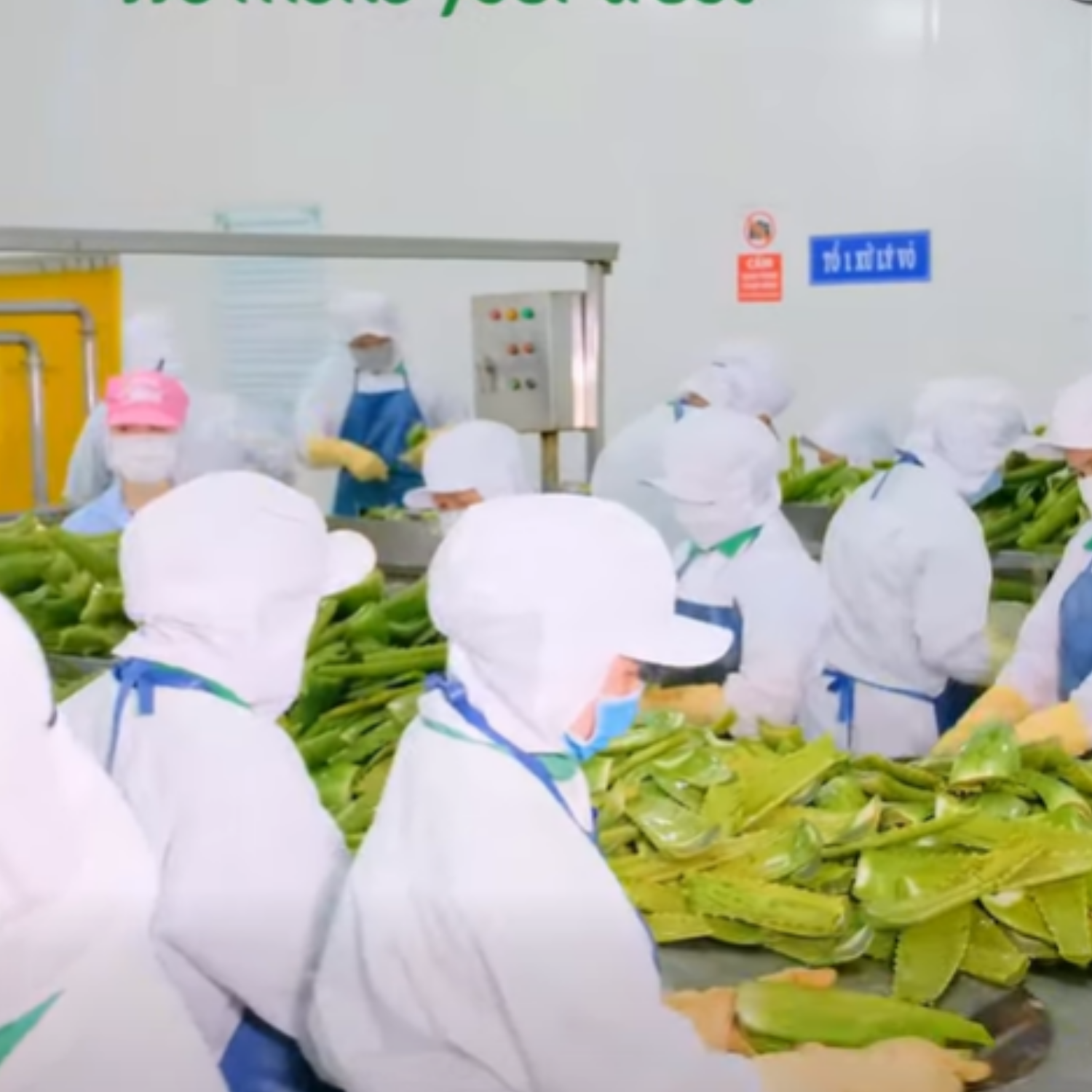 aloe vera drink OEM factory, aloe vera OEM manufacturer, OEM aloe vera drink, aloe vera beverage OEM, beverage OEM factory, co‑packer aloe vera