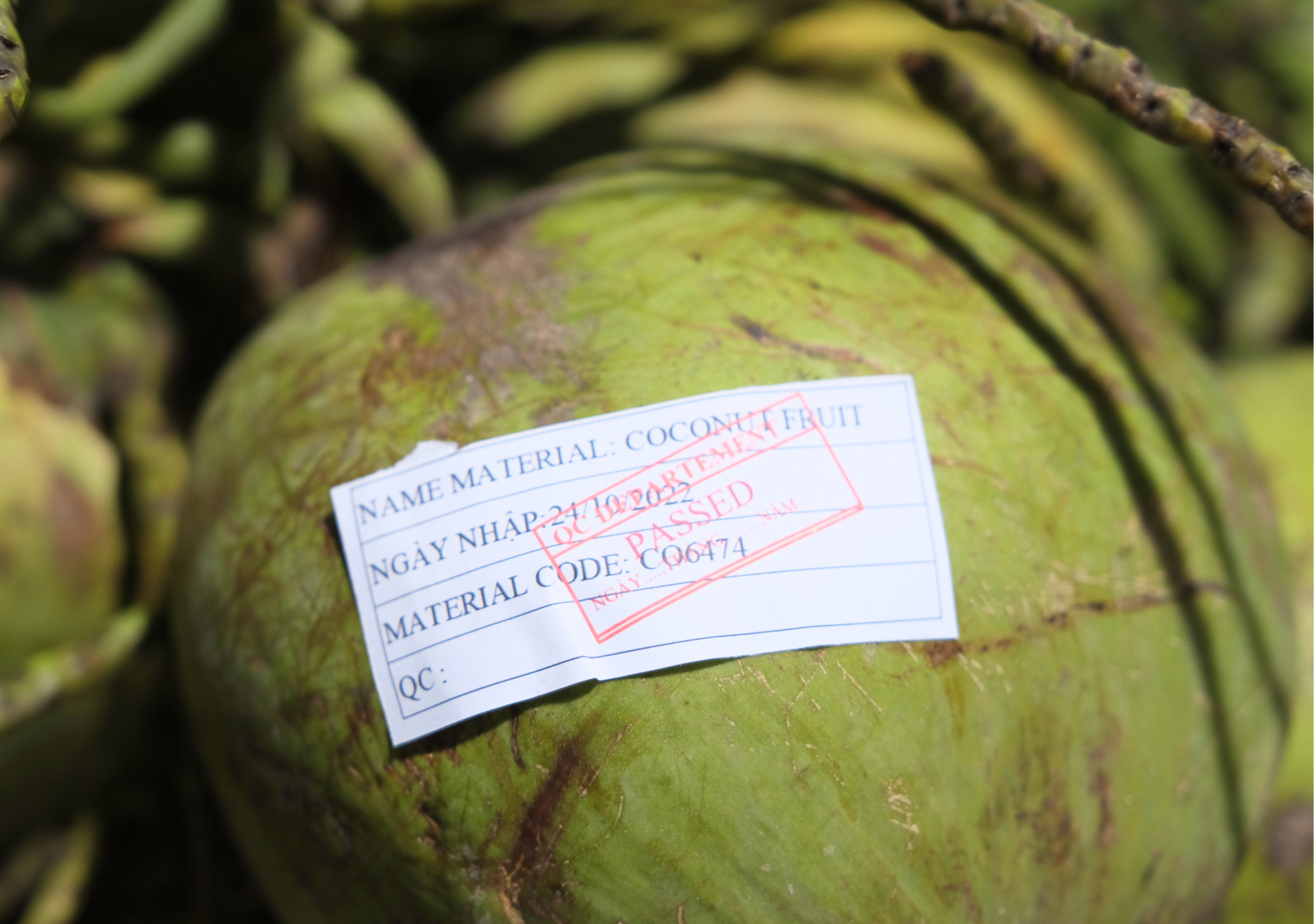 coconut water OEM factory